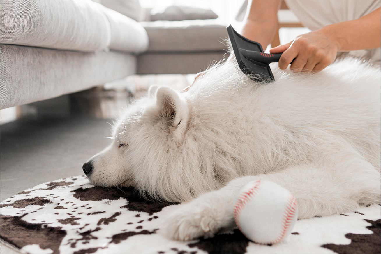 
  
    Pamper Your Pooch
  
